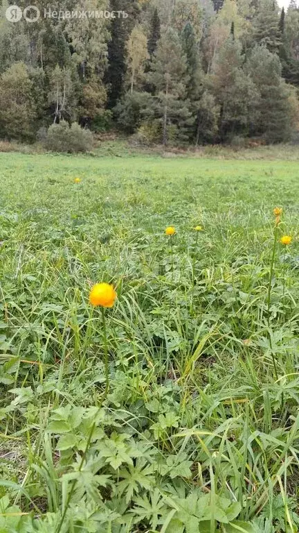 Участок в село Артыбаш, Медвежья улица (10 м) - Фото 0