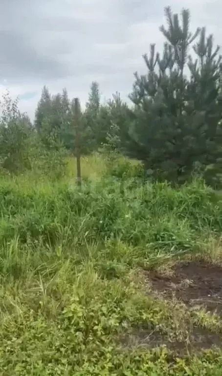 Участок в Тульская область, Ясногорский район, Иваньковское с/пос, д. ... - Фото 2