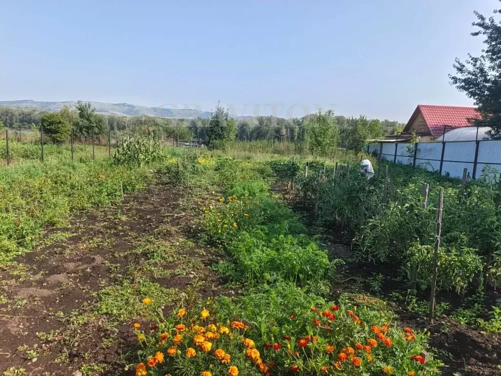 Дом в Алтай, Майминский район, с. Подгорное Набережная ул., 7 (25 м) - Фото 2