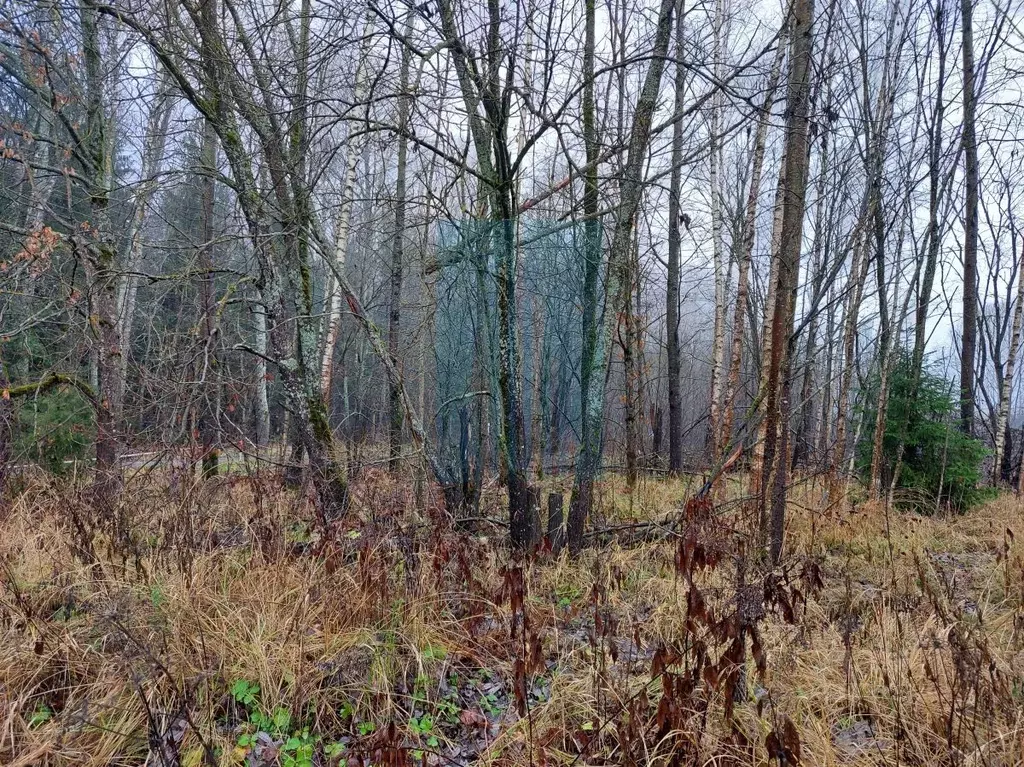 Участок в Москва Тетеринки СНТ, 3 (5.98 сот.) - Фото 2