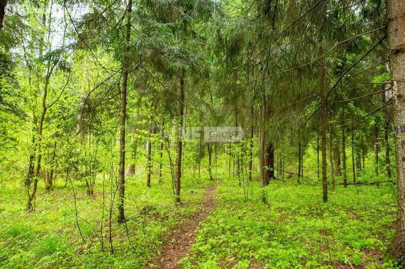 Участок в деревня Чесноково, КП Ренессанс парк (20 м) - Фото 2