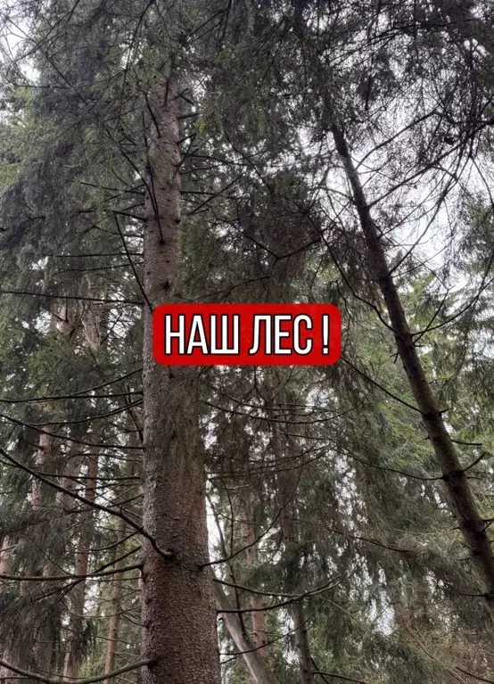 Участок в Московская область, Можайский муниципальный округ, Форест ... - Фото 1