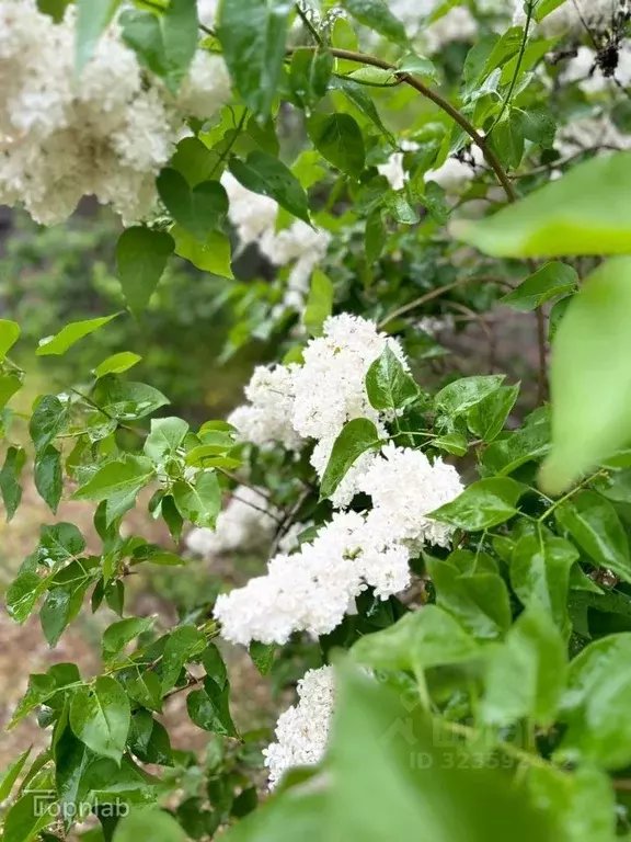 Дом в Астраханская область, Астрахань Кисловодская ул., 1 (23 м) - Фото 1