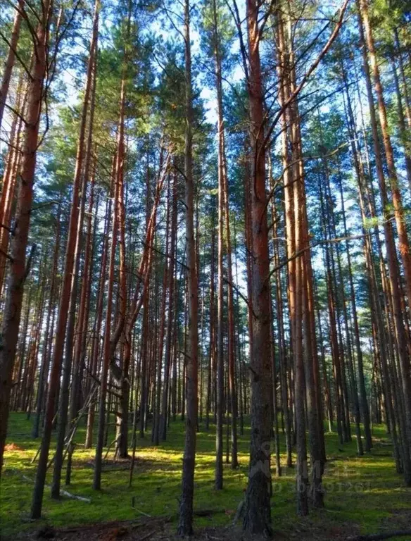 Участок в Ленинградская область, Всеволожский район, Куйвозовское ... - Фото 1