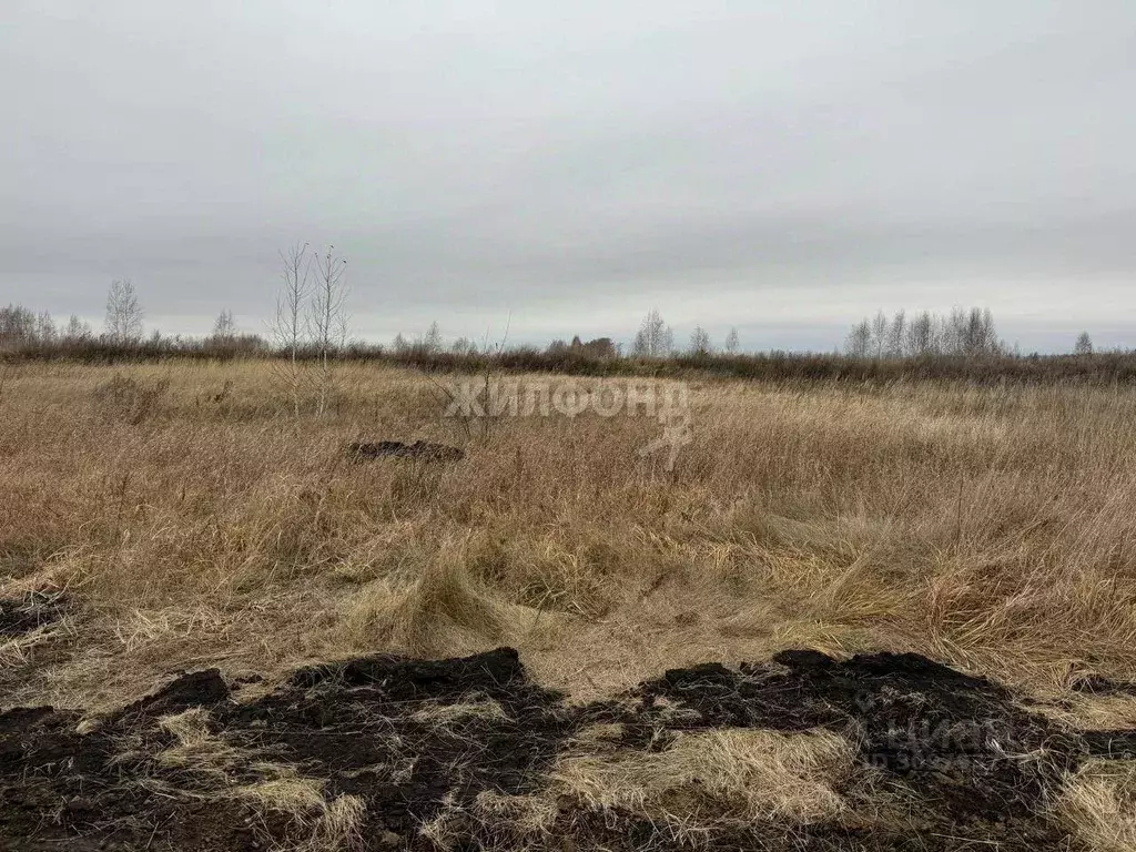 Участок в Новосибирская область, Новосибирский район, Верх-Тулинский ... - Фото 1