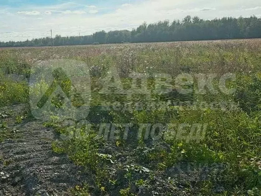 Участок в Тюменская область, Тюменский район, с. Горьковка  (8.0 сот.) - Фото 1