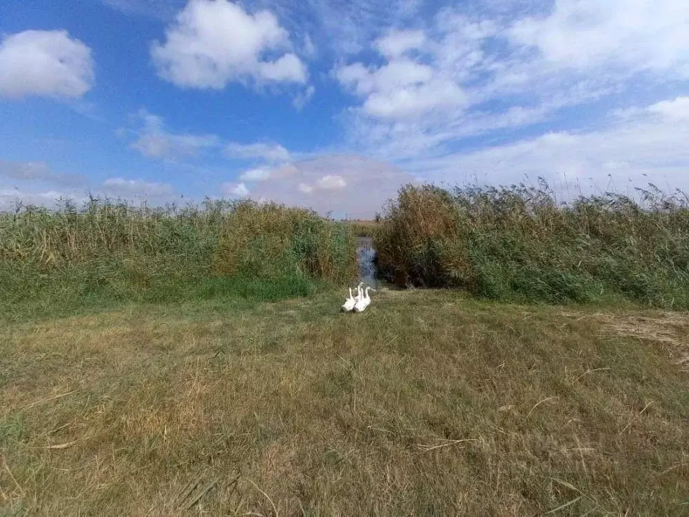 Участок в Крым, Сакский район, Ореховское с/пос, с. Михайловка  (5.03 ... - Фото 2