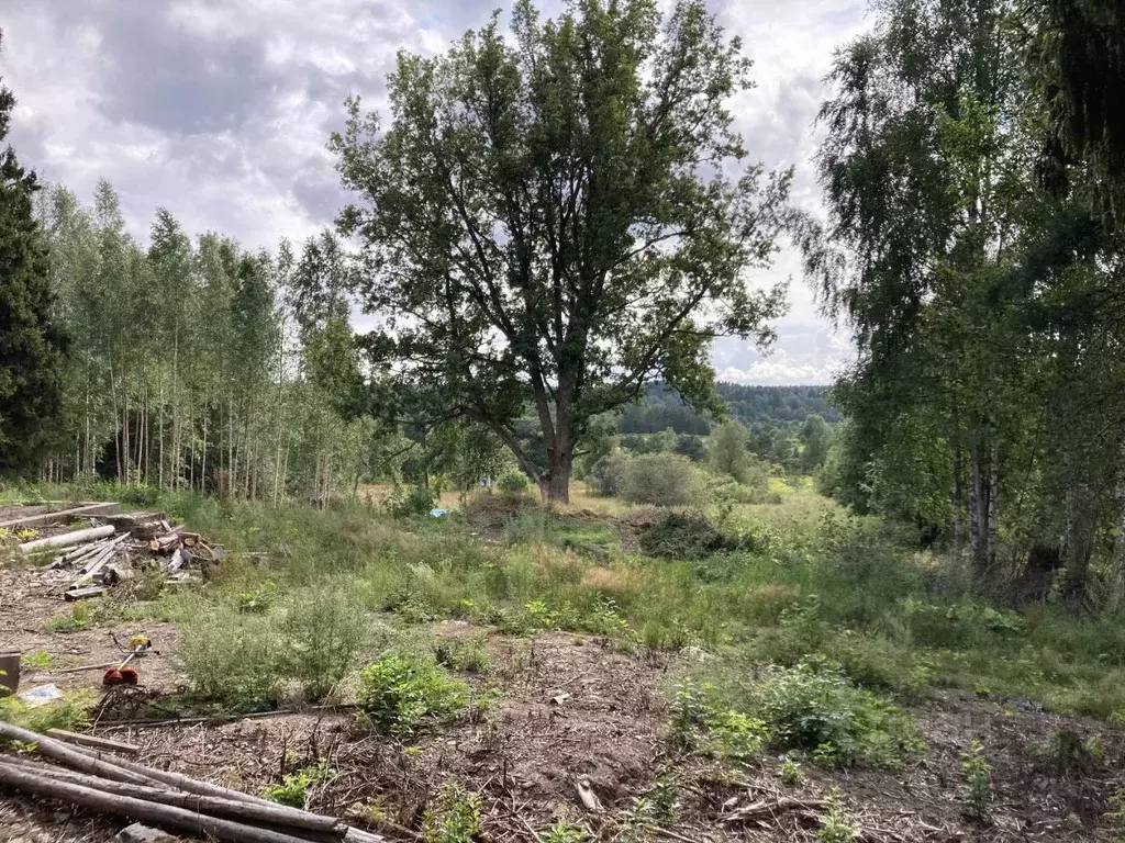 Участок в Ленинградская область, Выборгский район, Каменногорское ... - Фото 1