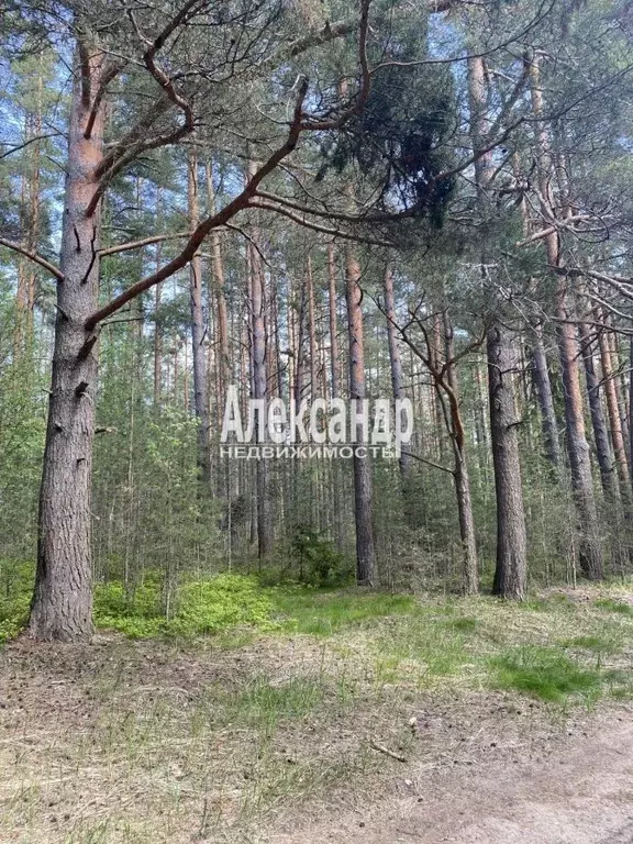 Участок в Ленинградская область, Приозерск Садовая ул. (12.0 сот.) - Фото 1