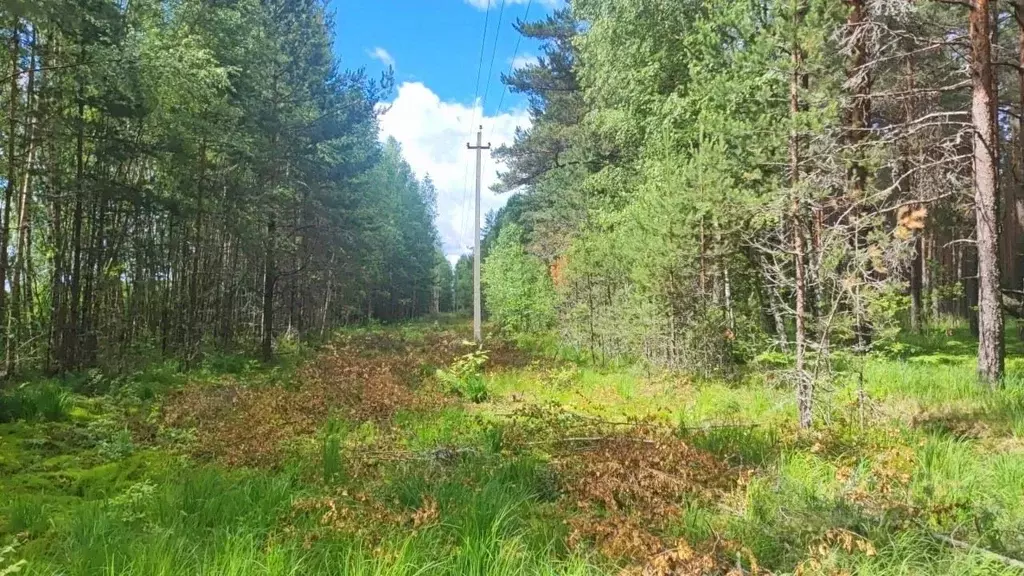 Участок в Тверская область, Осташковский городской округ, д. Лежнево ... - Фото 1