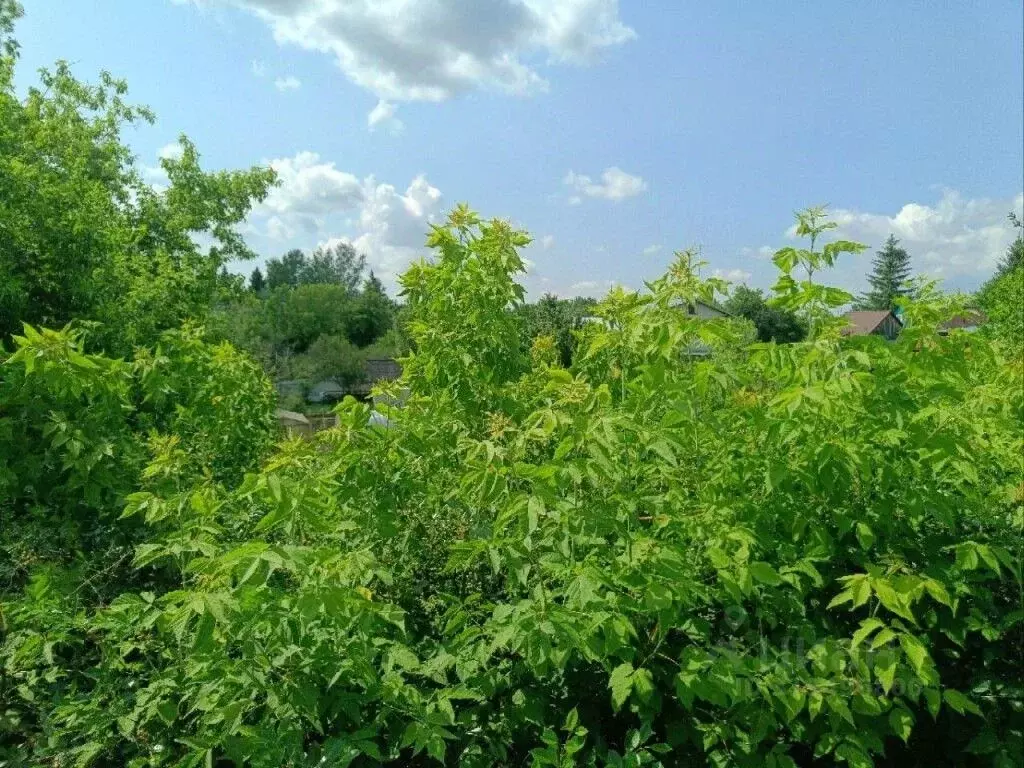 Участок в Алтайский край, Калманский район, с. Шадрино Кировская ул., ... - Фото 1