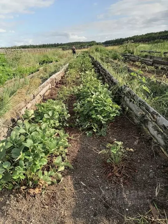 Участок в Свердловская область, Сысертский городской округ, с. ... - Фото 0