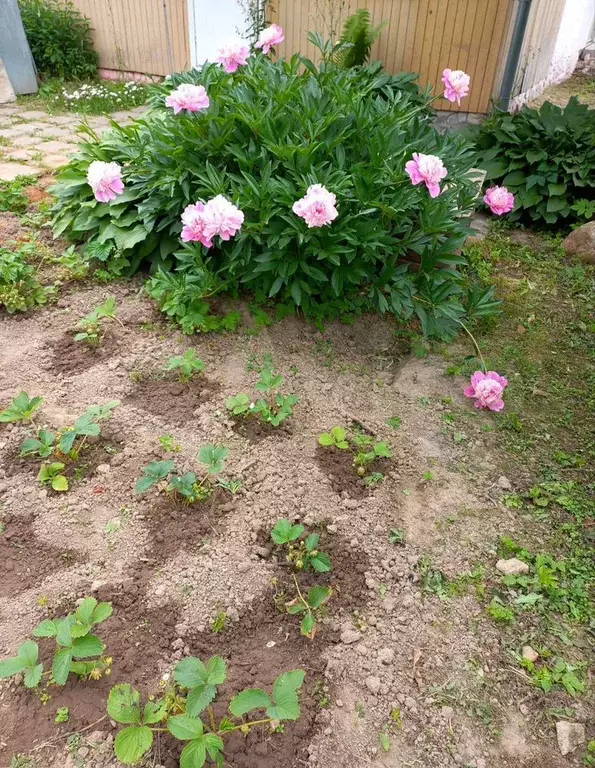 Дом 100 м на участке 6 сот. - Фото 1
