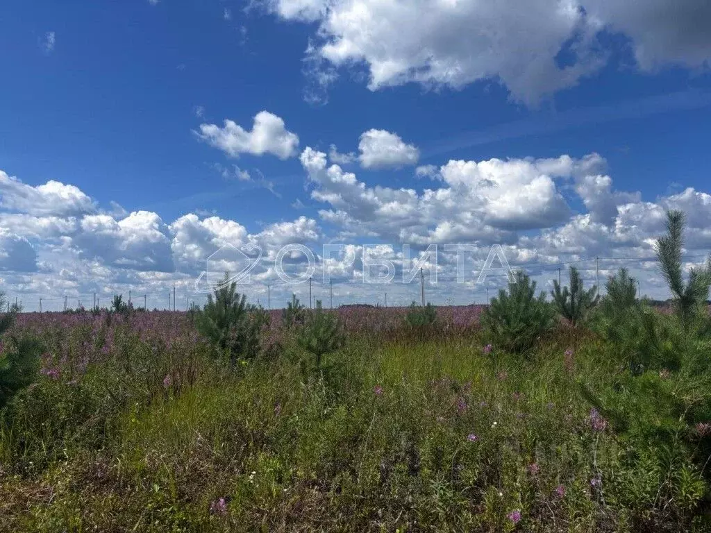 Участок в Тюменская область, Тюменский муниципальный округ, д. Елань ... - Фото 1