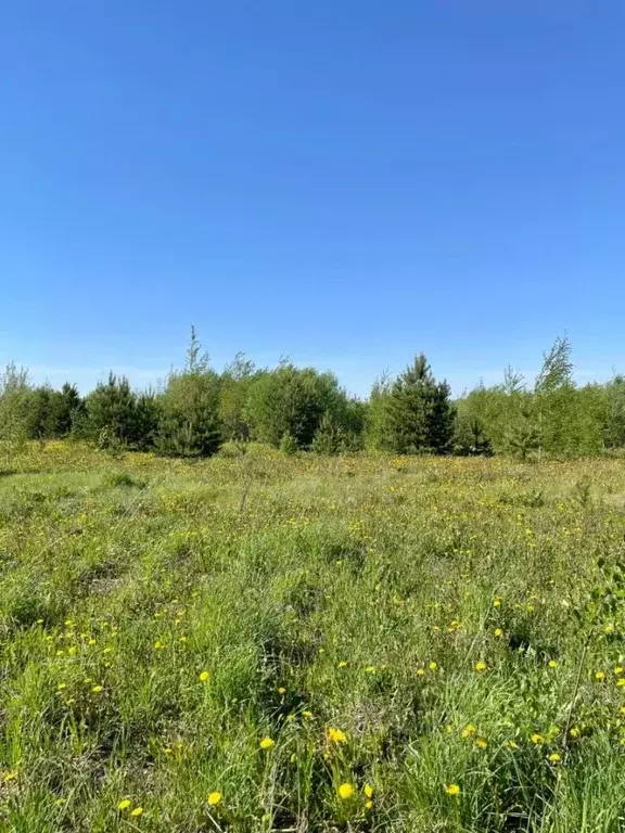 Участок в Кировская область, Киров городской округ, д. Эсауловы  ... - Фото 0