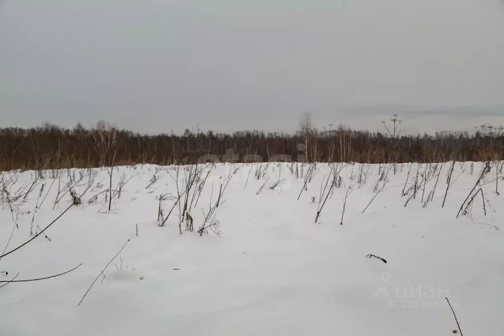 Участок в Кемеровская область, Новокузнецкий муниципальный округ, пос. ... - Фото 2