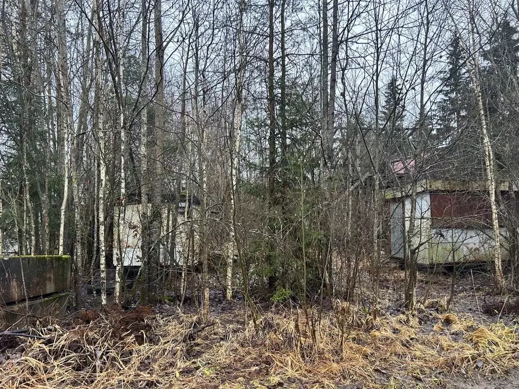 Участок в Ленинградская область, Ломоносовский район, Пениковское ... - Фото 1