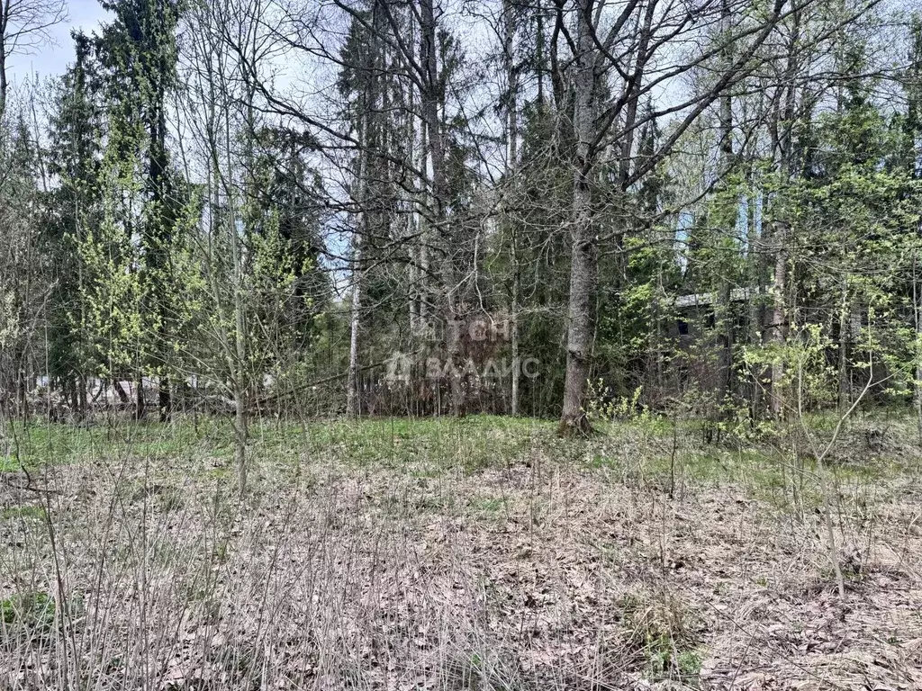 Участок в Московская область, Пушкинский городской округ, д. Могильцы, ... - Фото 1