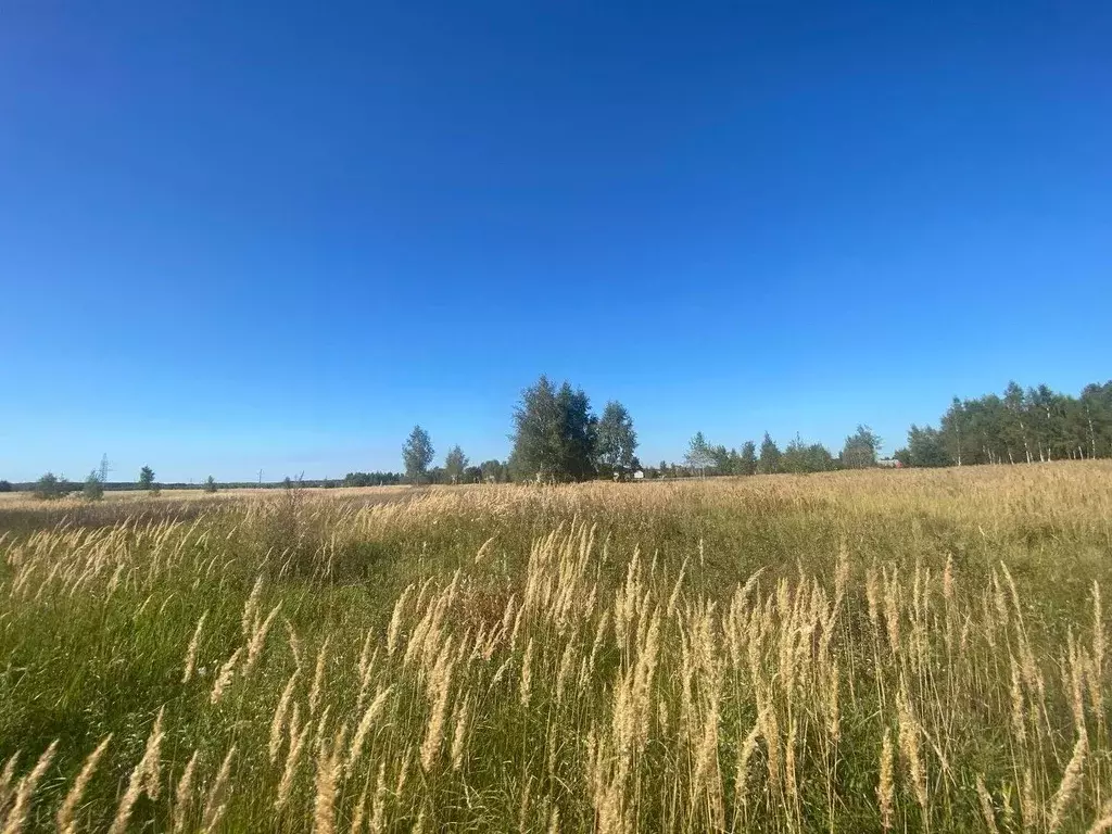 Участок в Ярославская область, Некрасовское с/пос, д. Протасьево  ... - Фото 0