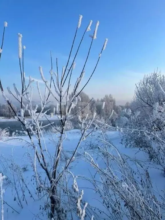 Участок в Алтайский край, Советский район, с. Платово  (10.0 сот.) - Фото 1