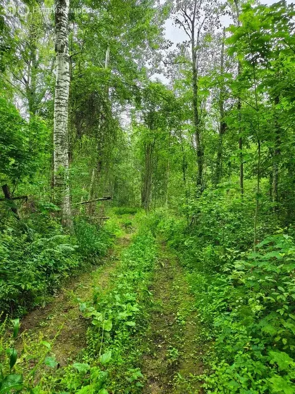 Участок в Осьминское сельское поселение, деревня Извоз (78 м) - Фото 1