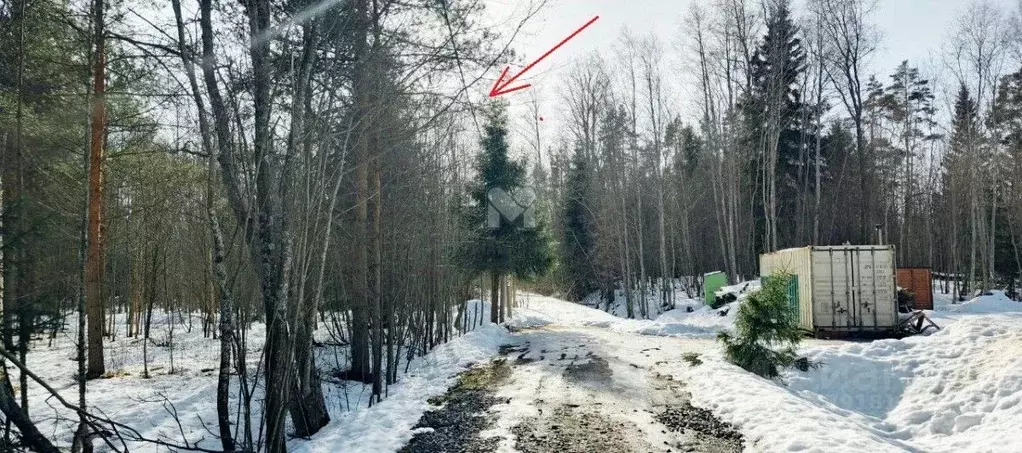 Участок в Ленинградская область, Приозерский район, Ларионовское ... - Фото 0