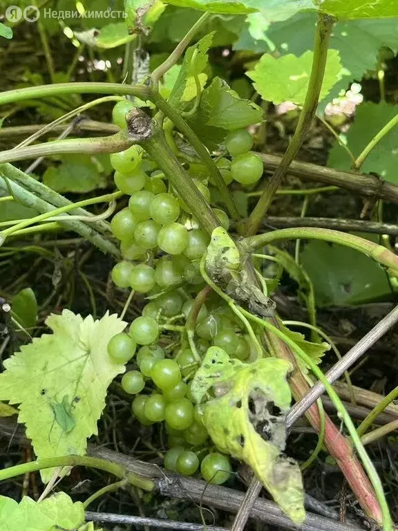 Дом в муниципальный округ Омский район, СНТ Искра (30 м) - Фото 2