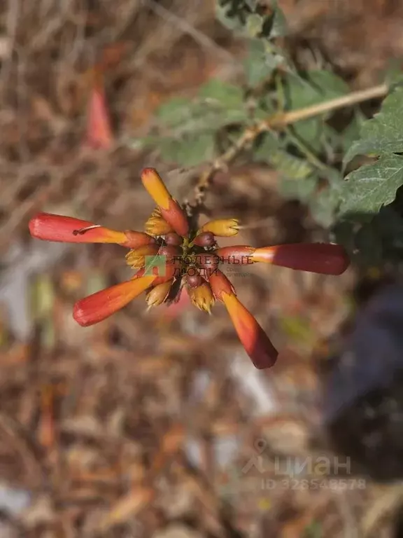 Студия Крым, Черноморский район, с. Межводное ш. Черноморское, 35 ... - Фото 2