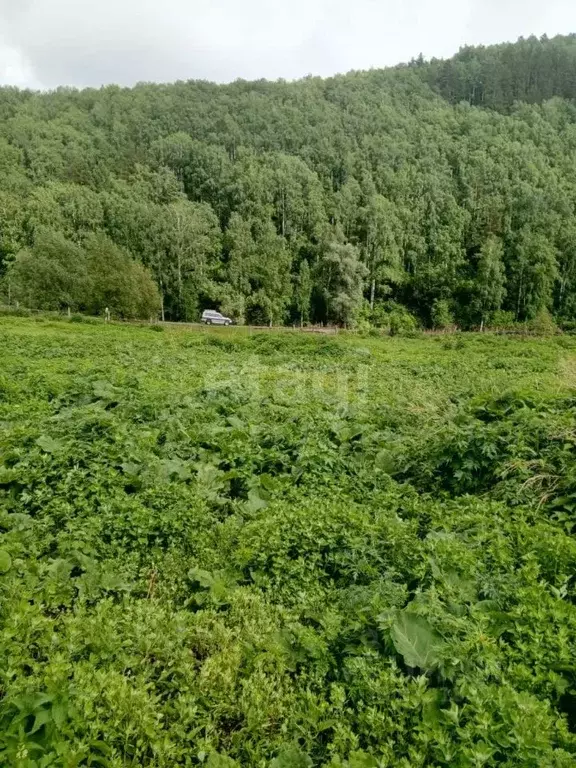 Участок в Алтайский край, Алтайский район, с. Сараса Красноармейская ... - Фото 1