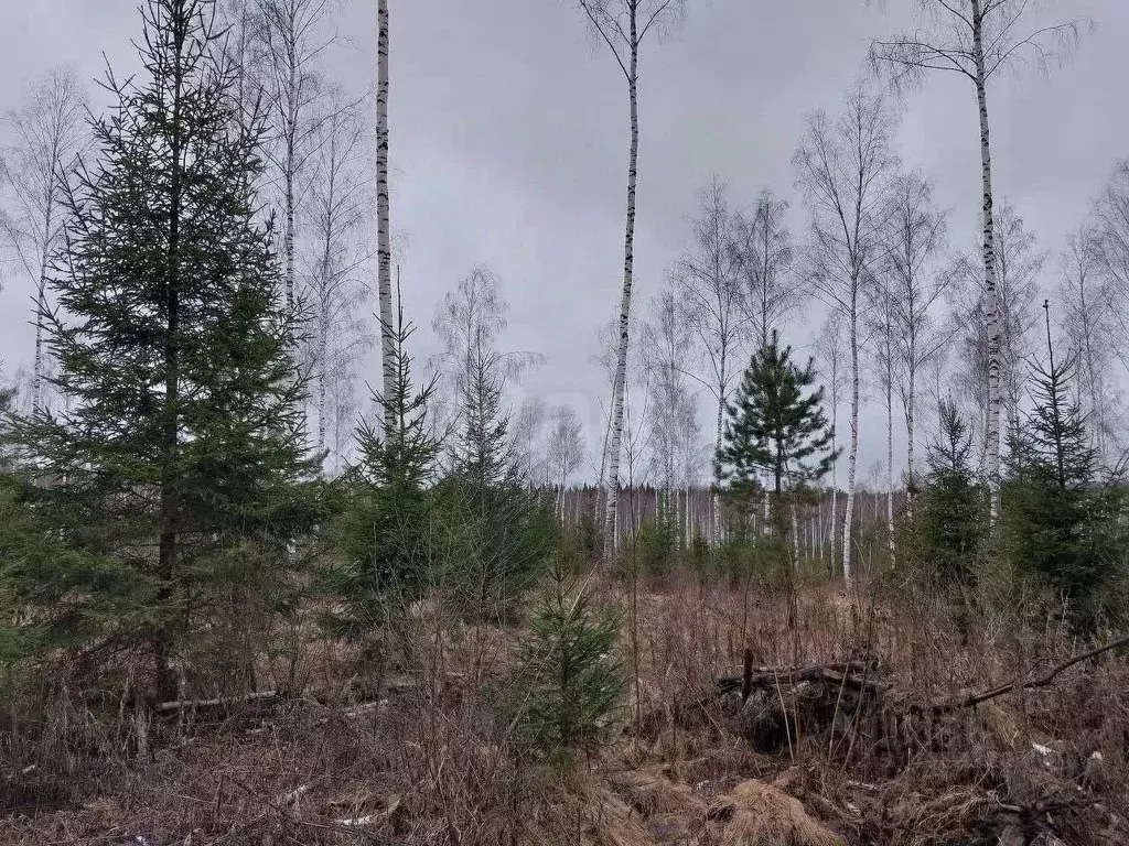 Участок в Калужская область, Перемышльский район, Ахлебинино с/пос, ... - Фото 2