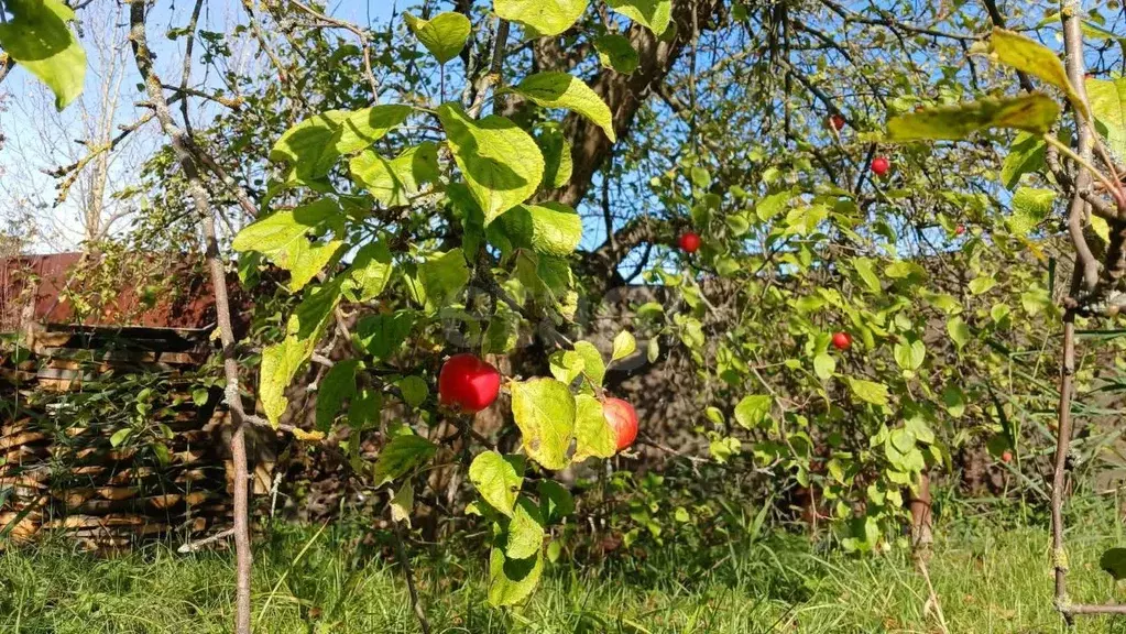 Дом в Вологодская область, Череповецкий район, Лада садовое ... - Фото 1