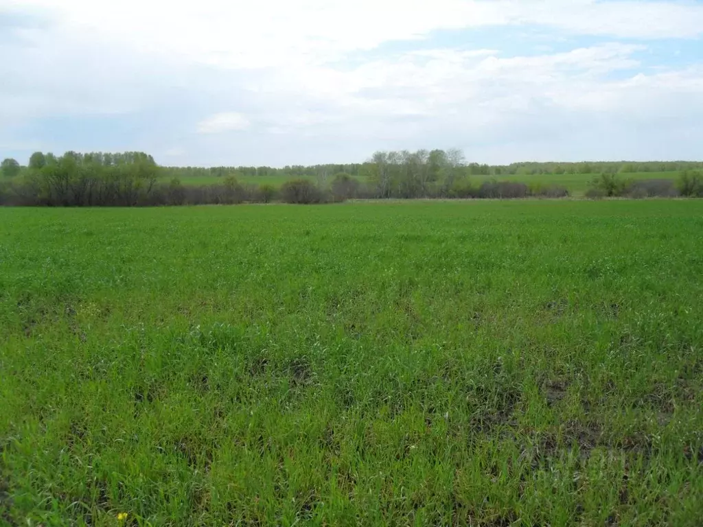 Участок в Новосибирская область, Мошковский район, с. Томилово  (99.2 ... - Фото 1
