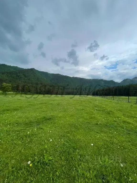 Участок в Алтай, Чемальский район, с. Чепош ул. Кучияк, 33 (1300.0 ... - Фото 1