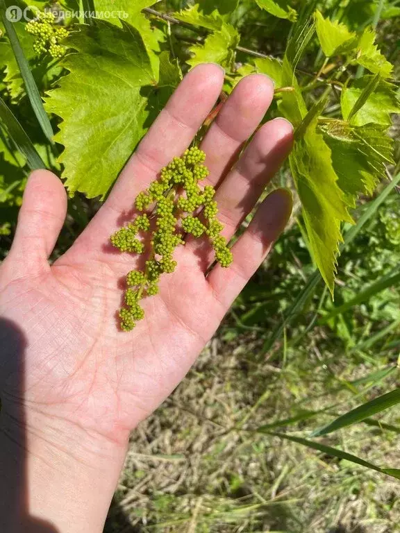 Участок в Приморско-Ахтарск, садовое товарищество Урожай, Цветочная ... - Фото 1