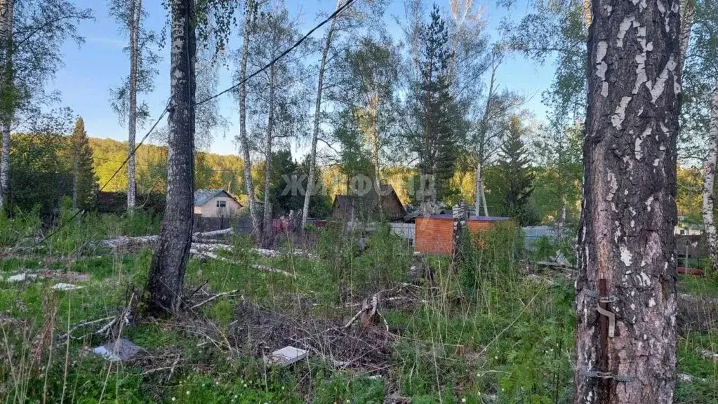 Участок в Новосибирская область, Новосибирск Заря садовое ... - Фото 1