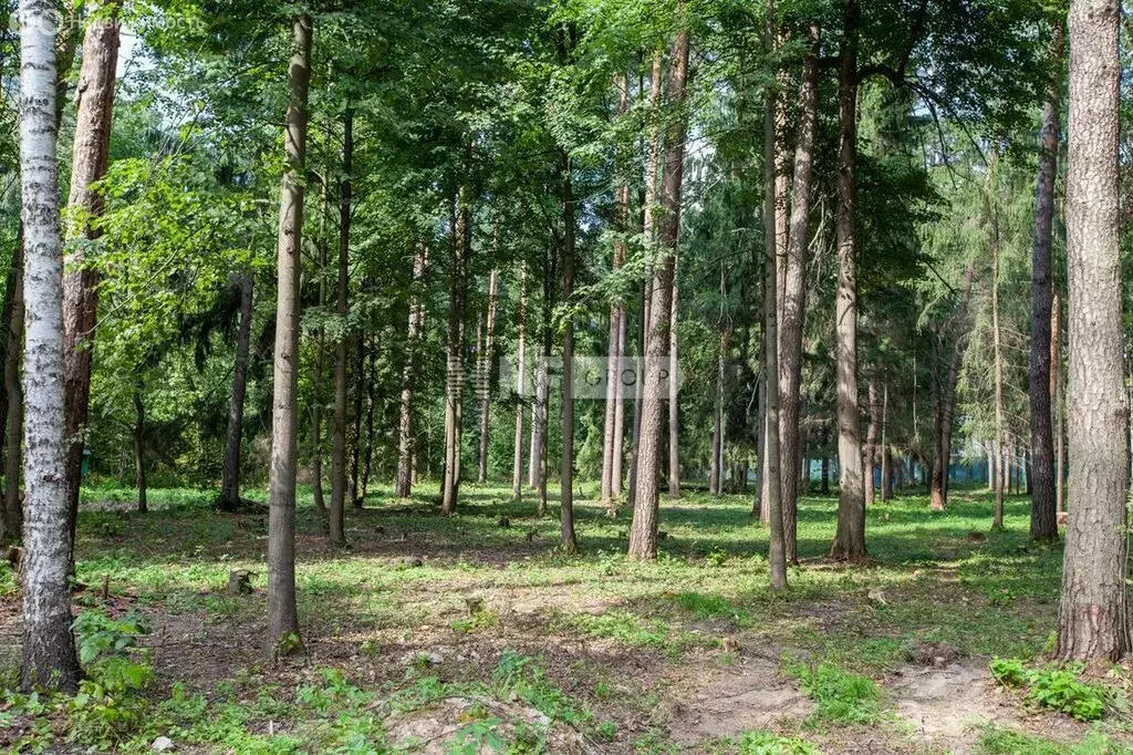 Участок в Одинцовский городской округ, деревня Солослово (55 м) - Фото 2