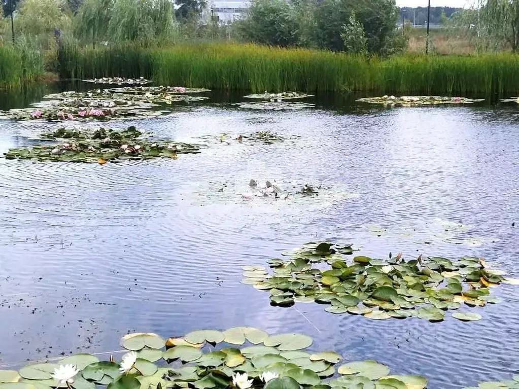 Коттедж в Белгородская область, Белгородский район, Поселок Разумное ... - Фото 1