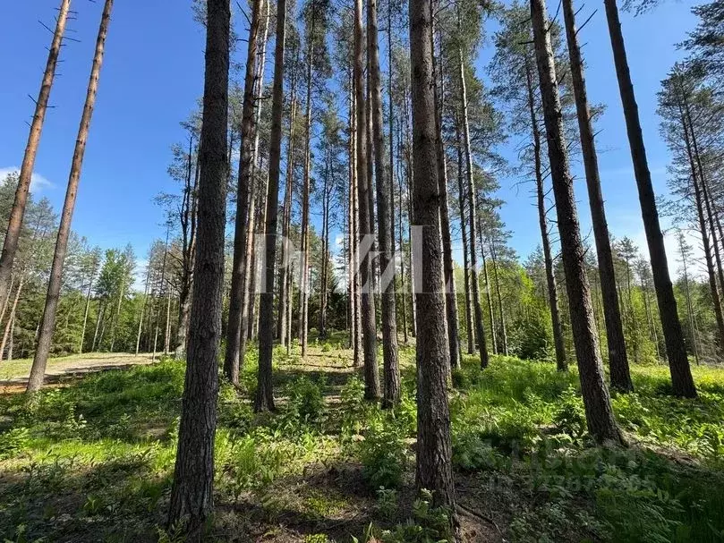 Участок в Ленинградская область, Всеволожский район, Бугровское ... - Фото 2