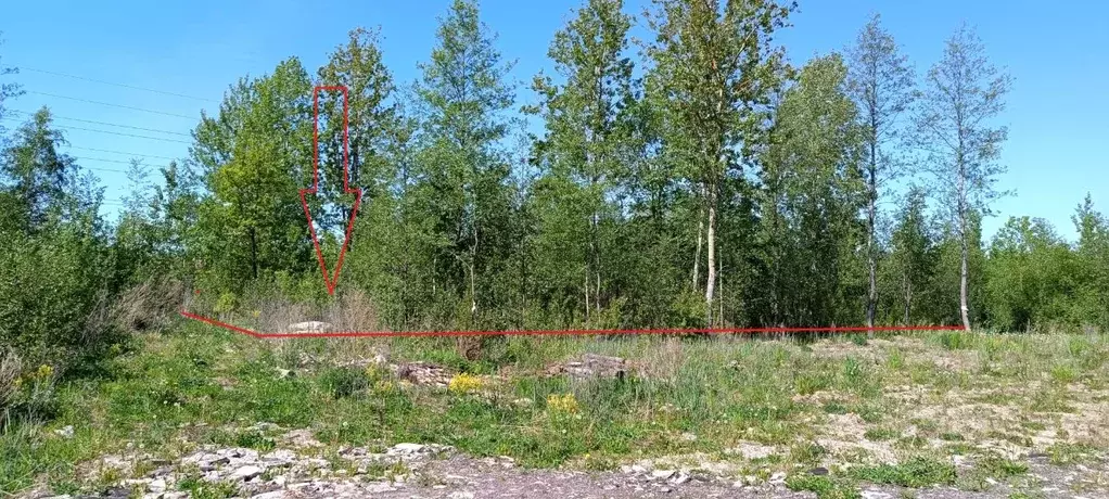 Участок в Новгородская область, Новгородский район, Ермолинское с/пос, ... - Фото 2