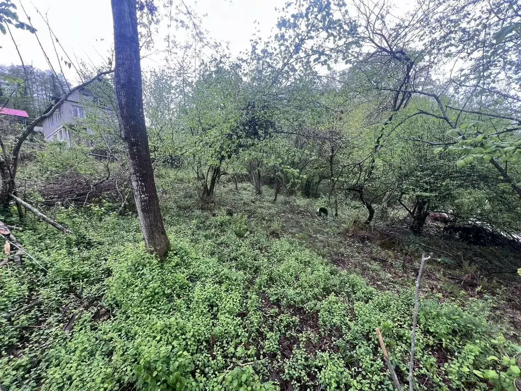 Участок в Краснодарский край, Сочи городской округ, с. Верхний Юрт ул. ... - Фото 1