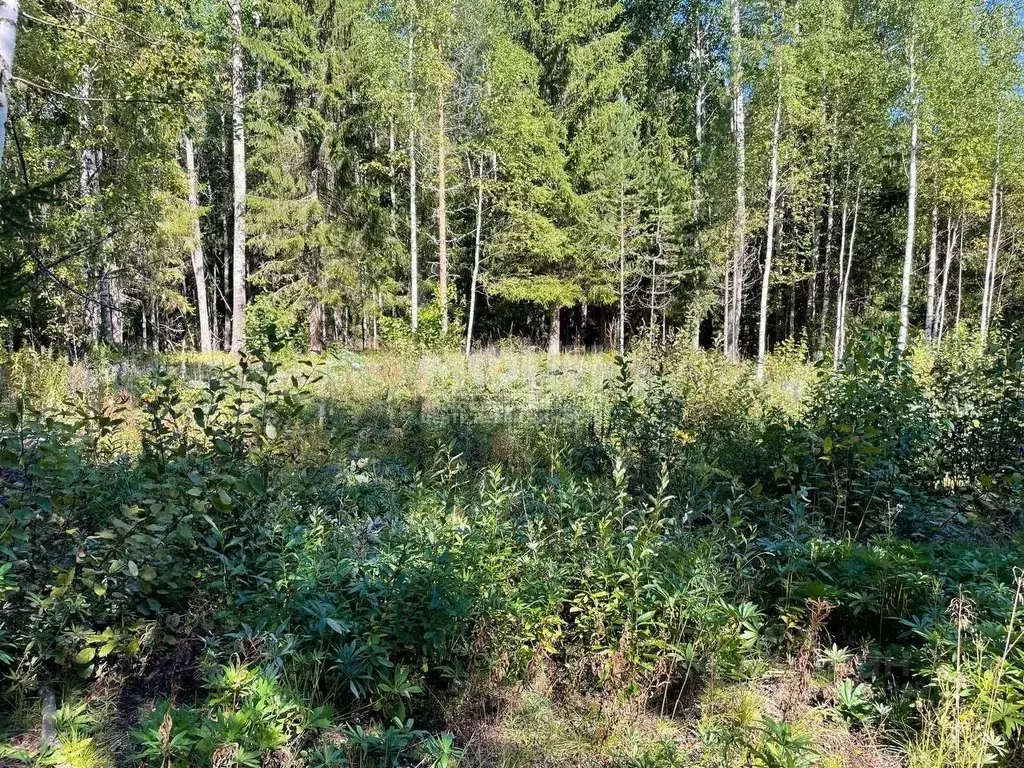 Участок в Карелия, Прионежский район, Нововилговское с/пос, ... - Фото 1