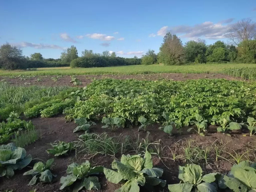 Дом в Белгородская область, Красногвардейский район, Палатовское ... - Фото 1