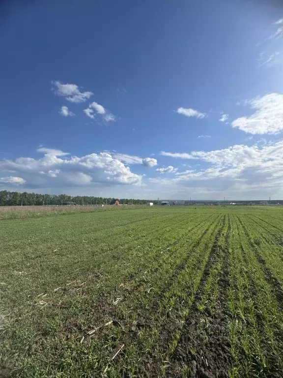 Участок в Курская область, Курский район, Клюквинский сельсовет, д. ... - Фото 2