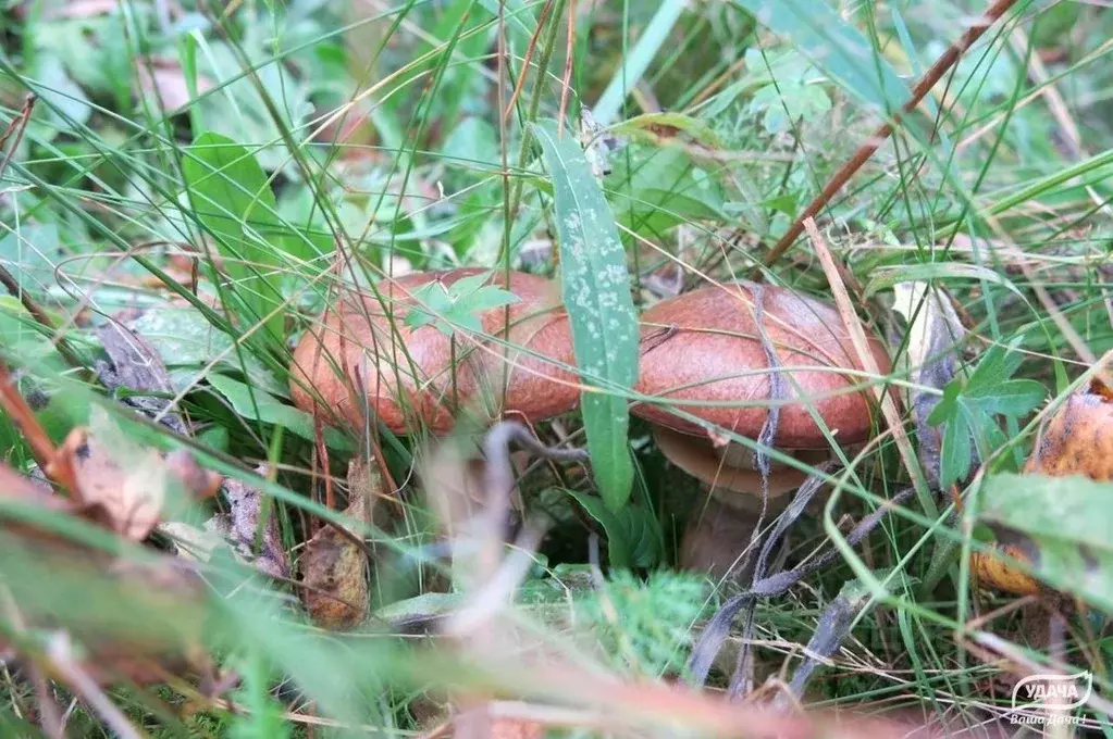 Участок в Калужская область, Малоярославецкий муниципальный округ, с. ... - Фото 2