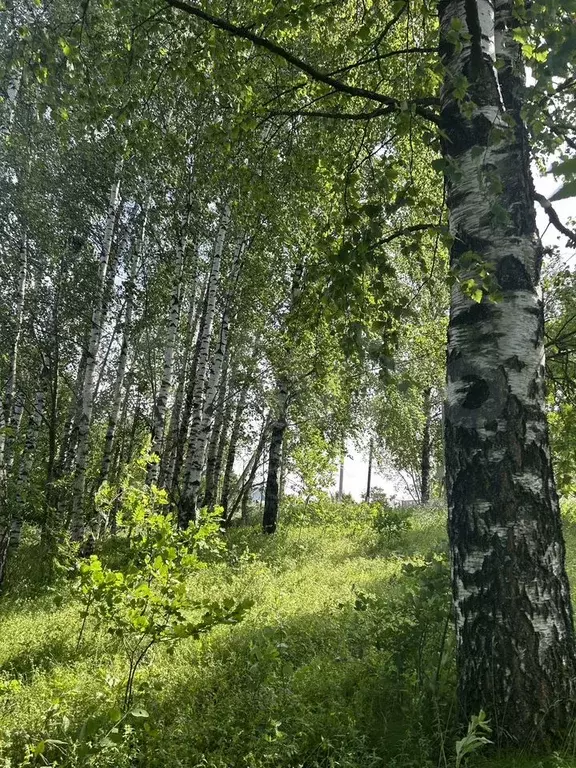 Участок 14 сот. (ИЖС) - Фото 0