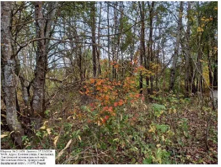 Участок в Московская область, Дмитровский муниципальный округ, д. ... - Фото 1