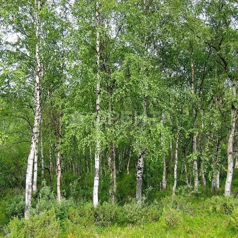 Участок в Тюменская область, Нижнетавдинский муниципальный округ, ... - Фото 1