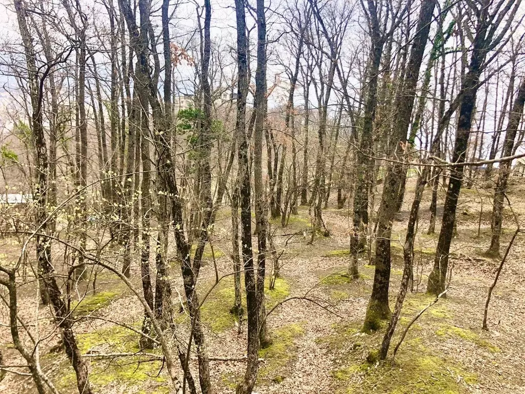 Участок в Крым, Ялта городской округ, Виноградное пгт  (10.0 сот.) - Фото 1