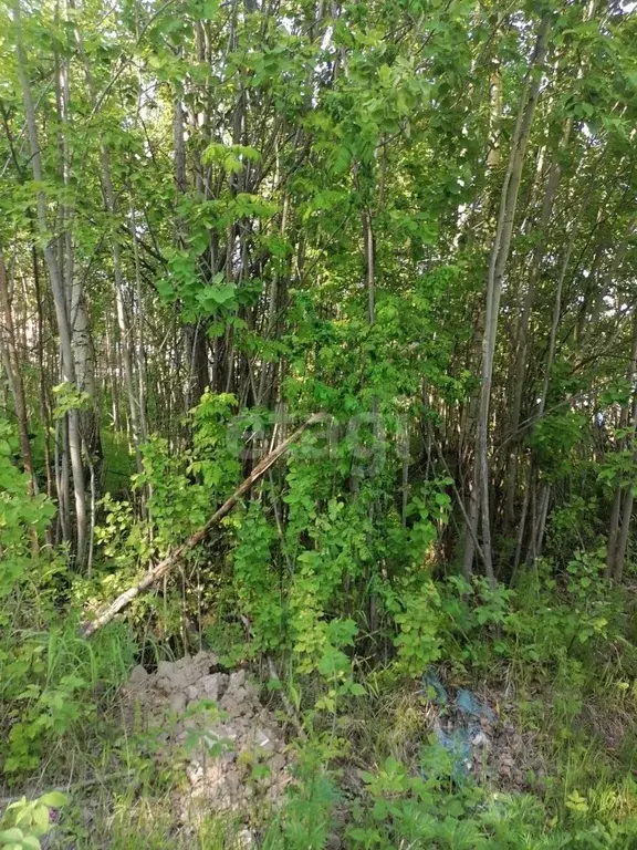 Участок в Ханты-Мансийский АО, Ханты-Мансийск Садовый СОК, 2 (15.0 ... - Фото 1