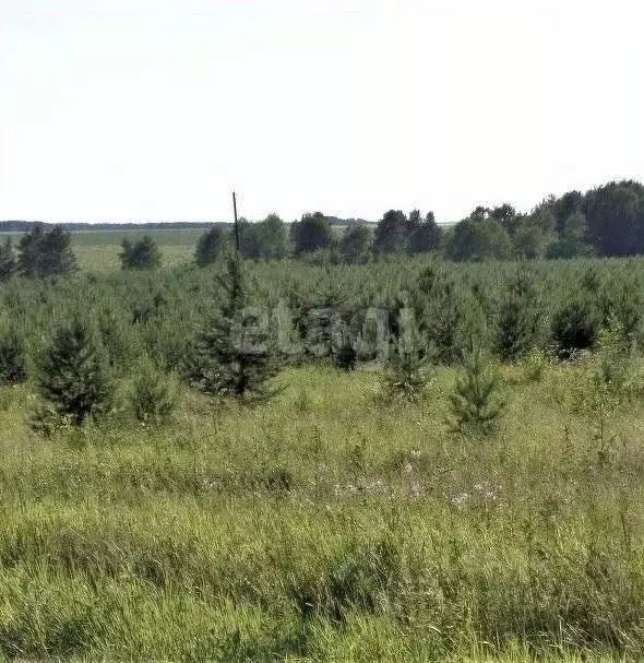 Участок в Свердловская область, Режевской муниципальный округ, с. ... - Фото 0